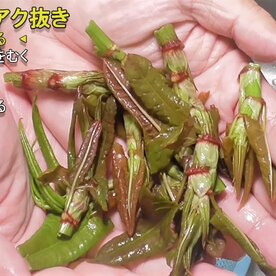 不思議な酸味 イタドリの天ぷら レシピ 作り方 By おさかな大将 楽天レシピ 不思議な酸味 イタドリの天ぷら レシピ 作り方 By おさかな大将 楽天レシピ